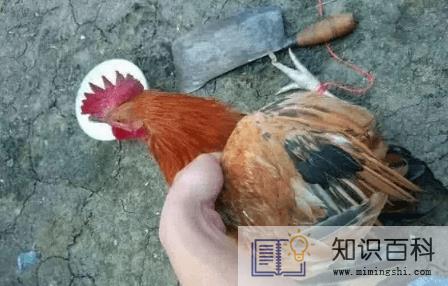 2022大年初一能杀鸡吗3