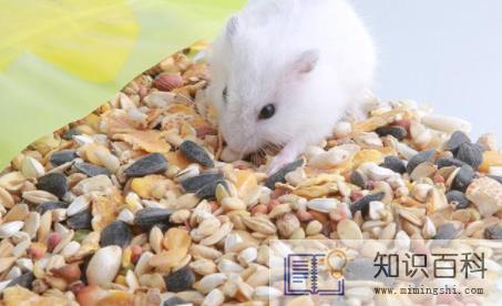 仓鼠吃米饭了会怎么样1