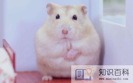 仓鼠吃米饭了会怎么样2