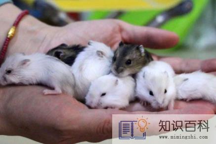 仓鼠吃米饭了会怎么样3