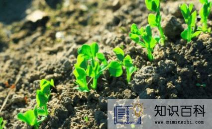 养花土壤板结如何快速改良1