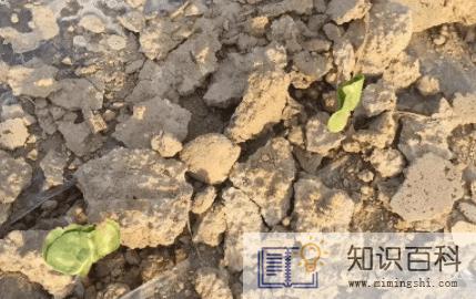 养花土壤板结如何快速改良3
