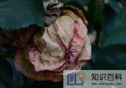 枯了的花怎么救活1