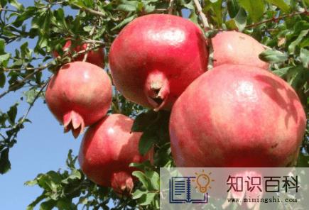 石榴吃着苦是为什么2