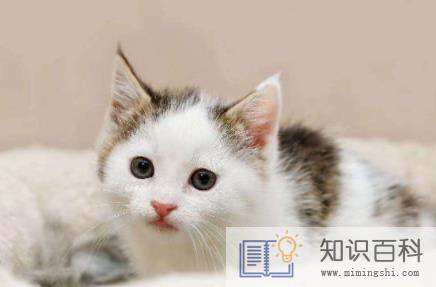 猫咪喝了茶叶水会怎么样1