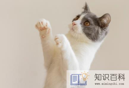 猫咪喝了茶叶水会怎么样2