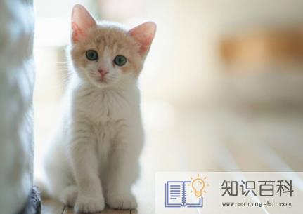 猫咪喝了茶叶水会怎么样3