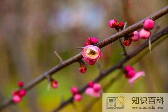 躲春是不是每年都要躲1