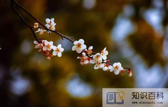 躲春是不是每年都要躲2