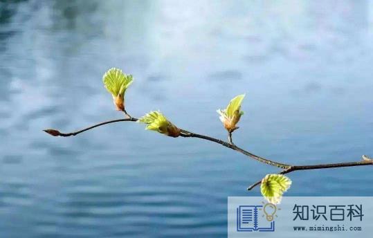 躲春可以上厕所吗2