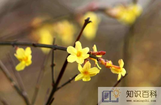 躲春可以织毛衣吗1