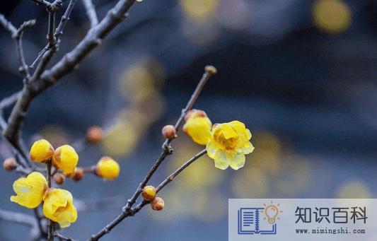 躲春可以织毛衣吗3
