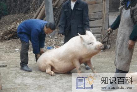 2022年过年什么时候杀猪好3