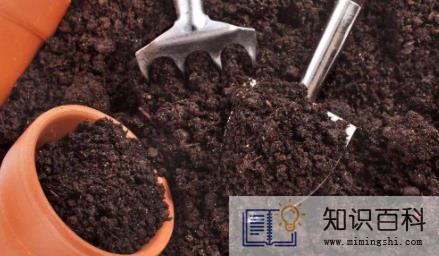 咖啡渣养花怎么用1