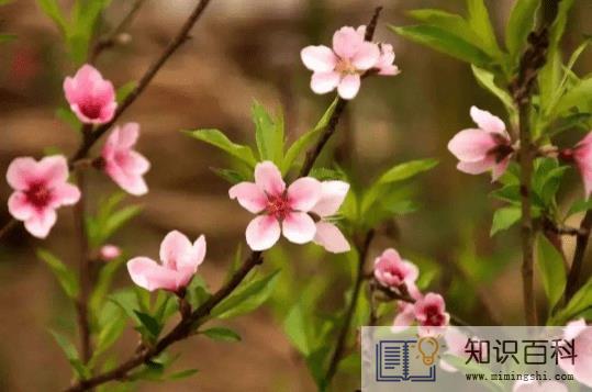 躲春一天都不能见阳光吗2