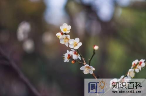 躲春在自己家还是别人家1