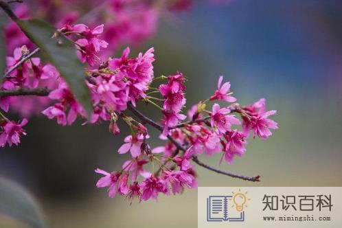 躲春在自己家还是别人家3