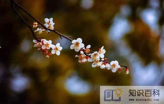 躲春可以听收音机吗1