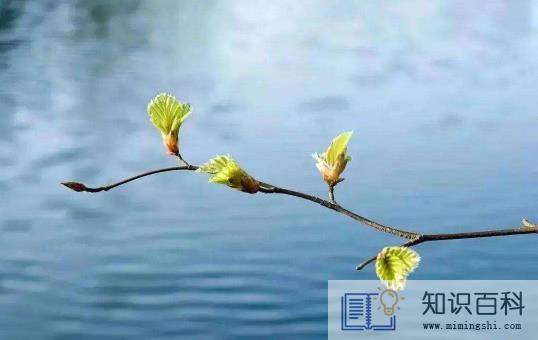 躲春可以听收音机吗2
