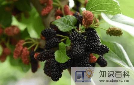 桑葚放两天还能吃吗2