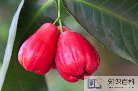 莲雾和中药可以一起吃吗1