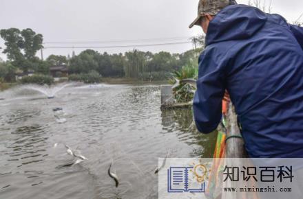 鱼吃玉米粒能消化吗1