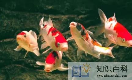 锦鲤为什么聚在鱼缸一角2